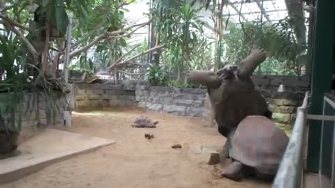 Incredible Animal Moments