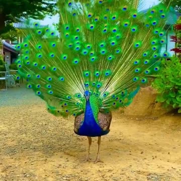 beautiful peacock opens his feathers