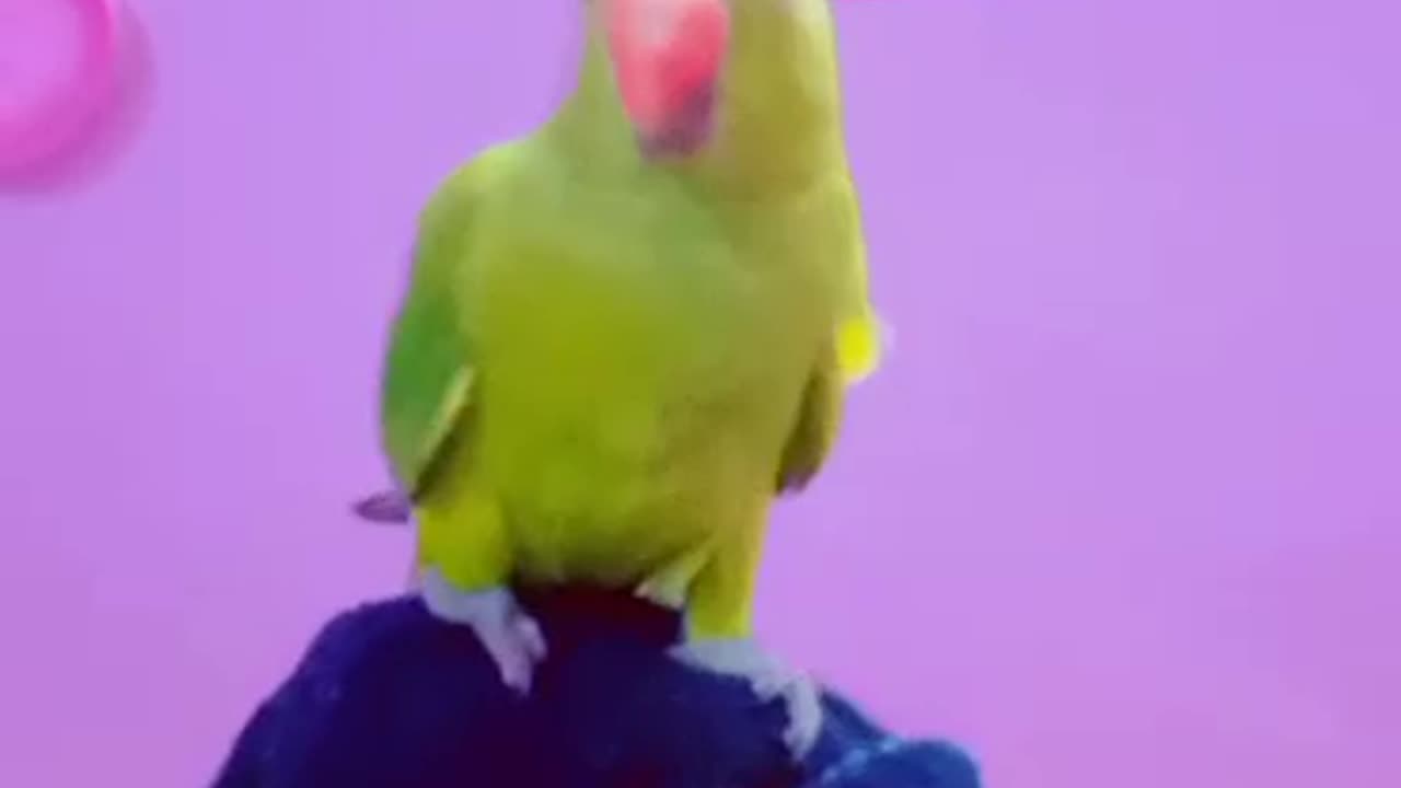 Parrot Baby | Adorable Parrot #mitthu #parrotbaby