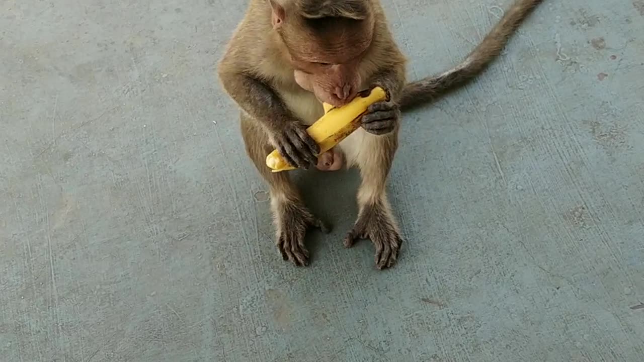 Monkey eating banana so cute animals