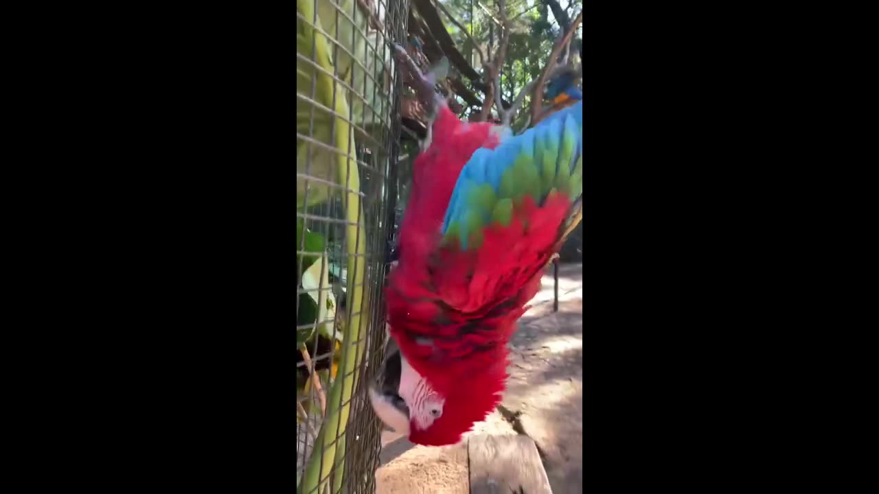 spider macaw skill