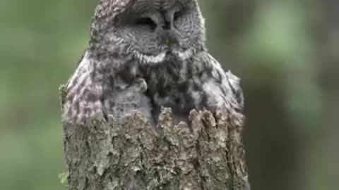 Camouflage🧐