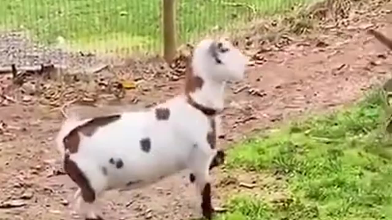 cute animals