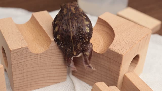 Acrobatic Round Frog