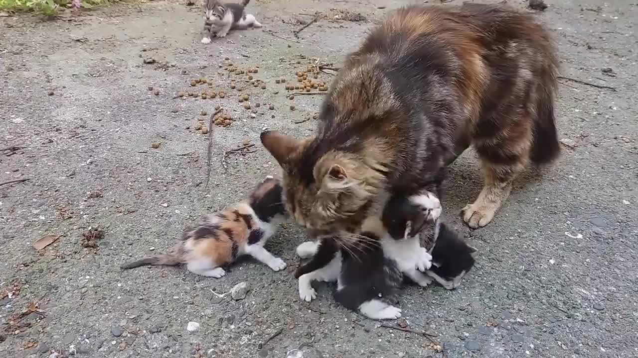 Baby kittens meowing very loudly for mom cat