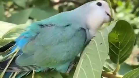 cute and funny bird video