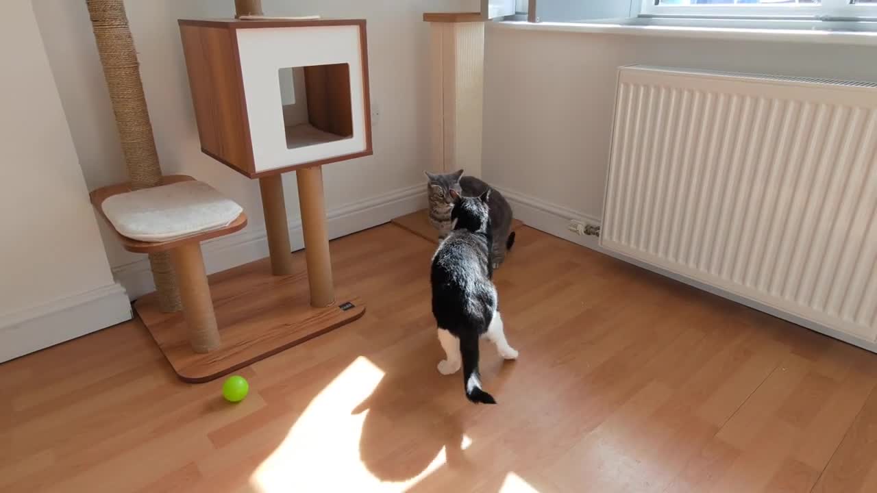 Courageous Cat Stands Up to Bully Cat