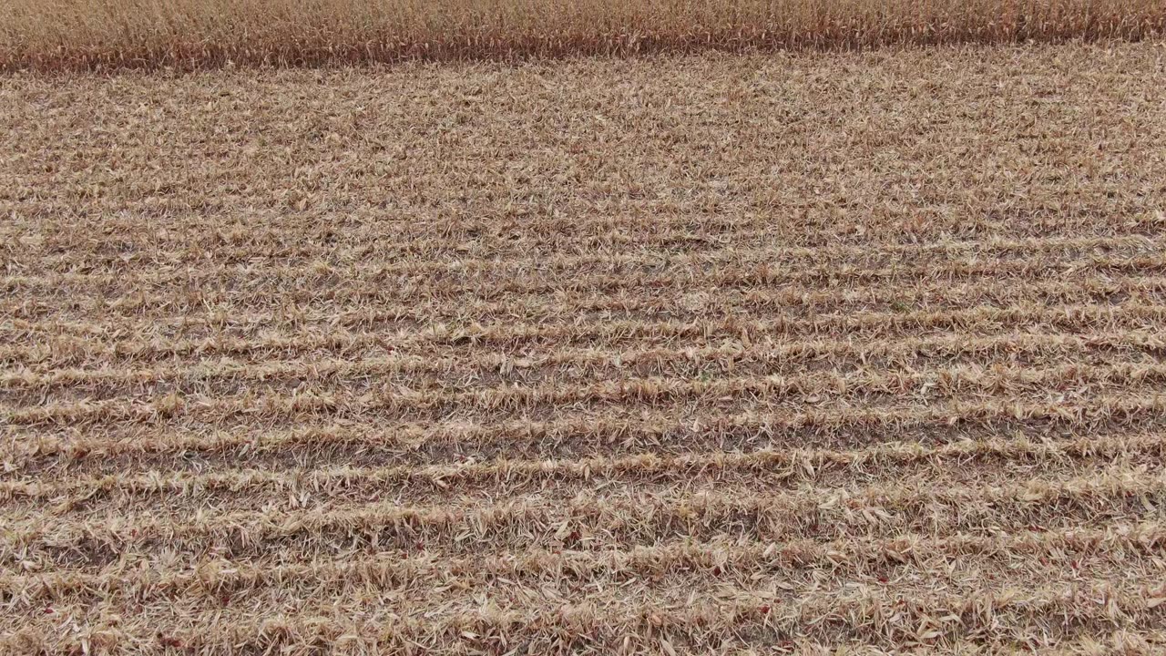 Fly over corn