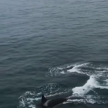 killer whale in Asian Pasific
