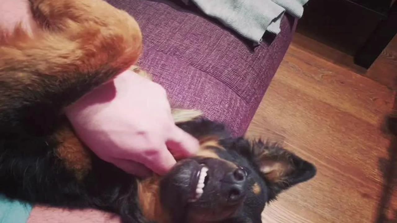 Dog deception🙃