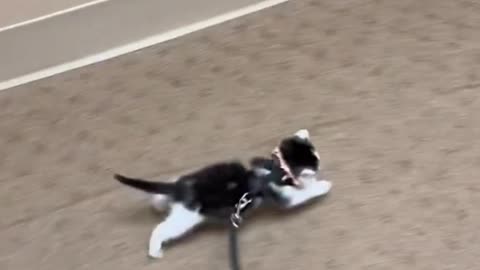 Funny cat viral video 😱