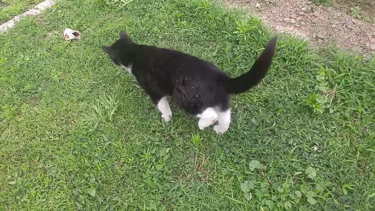 Cat met the water