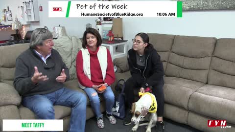 PET OF THE WEEK - Meet Taffy - HumaneSocietyofBlueRidge.org