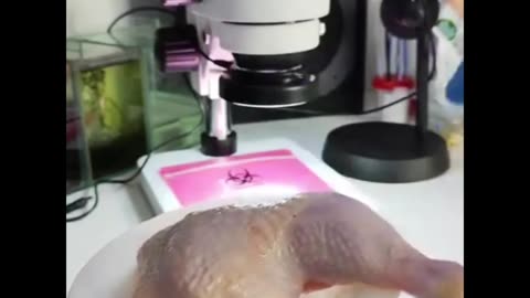 Chicken in microscope.