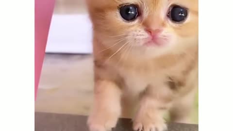 Cute kitten video 😍#cute #cats #animallover