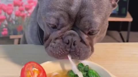 Cute Dog 🐕 Eating Muckbang