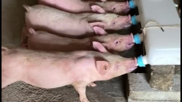 This is the first time I've seen pigs fed like this