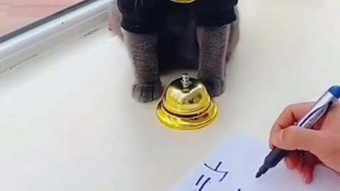 Cute cat videos compilation