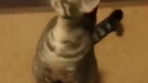 Funny Cats ✪