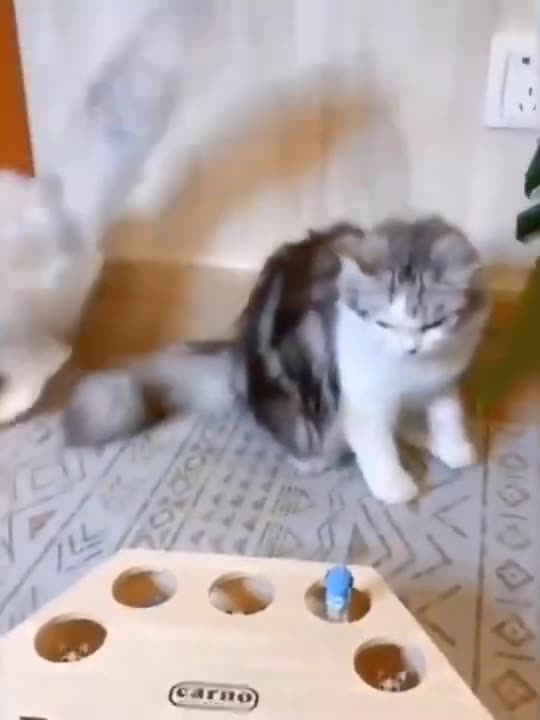 Funny Cat Videos full of funny videos (new funny cat video)