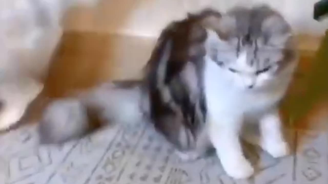 Funny Cat Videos full of funny videos (new funny cat video)