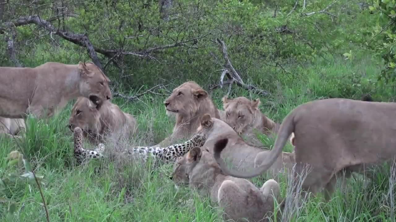 12 LIONS attack LEOPARD!