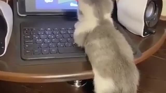 Cat watching Tom and Jerry on laptop