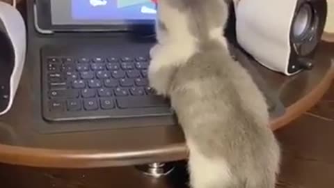 Cat watching Tom and Jerry on laptop