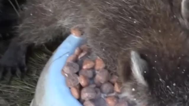 racoon eat without breathing