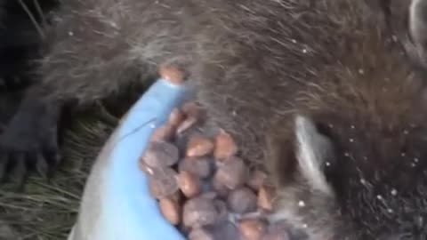 racoon eat without breathing