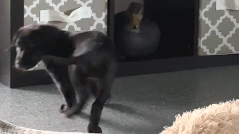 Puppies!!!