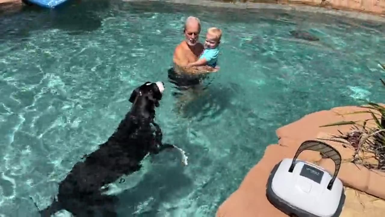 Protective Great Dane Is toddler's lifeguard for first dip in the pool