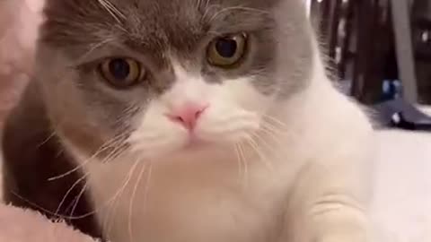 Cute Cats and Funny Animals Compilation 😹 Try Not To Laugh Challenge - Cute Cat 092