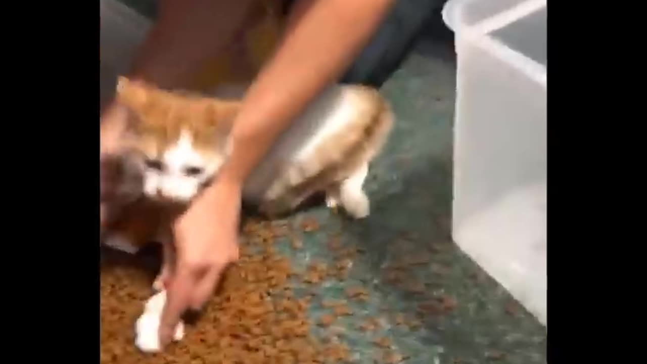 New Funniest Animals Video 😹🐶 - Funny Animal 2023
