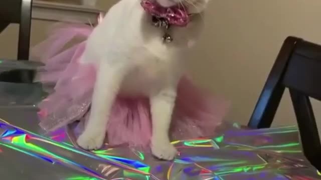 Cat wearing dress | Birthday party outfits