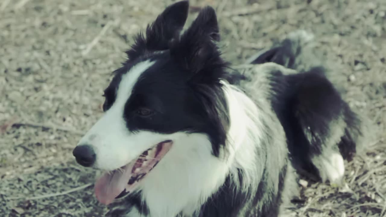 How to Train Your Dog to STOP BARKING at EVERYTHING That Moves!! Zak George’s