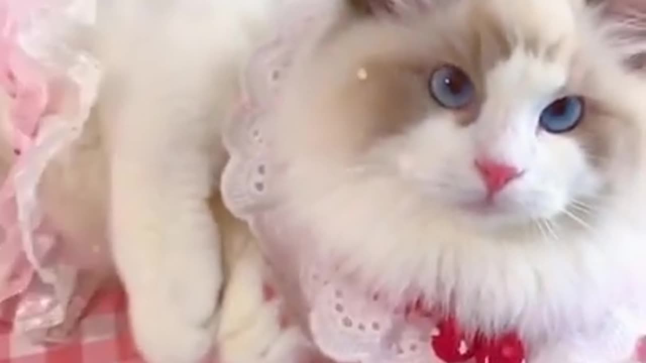 Aww cute cat videos funny