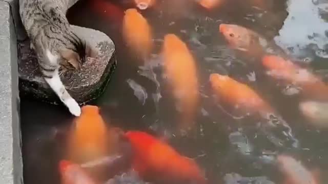 Funny Cat plays with the fish - funny cats and fish 😸🐠