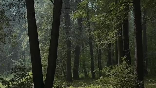 This forest struck me to the core