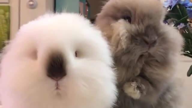 Cute little animals