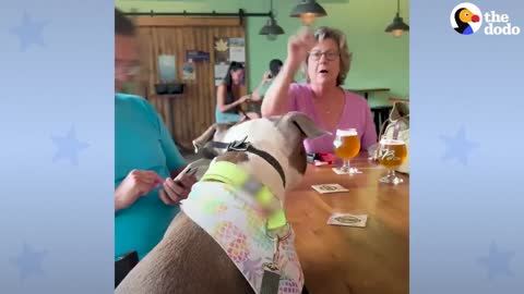 Sweet Pittie's BFF Is His Grandma _ The Dodo Pittie Nation