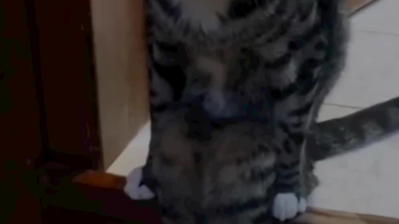 Cat funny video