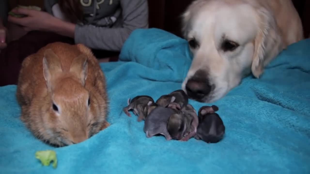 Golden Retriever and Baby Bunnies 3 days old [CUTENESS OVERLOAD]