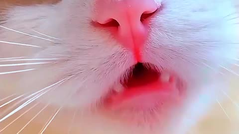 Funny cats meow baby cute compilation [cat_cash_home)