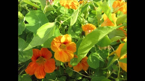 Nasturtium Leaf Tea Nasturtium Sept 2021