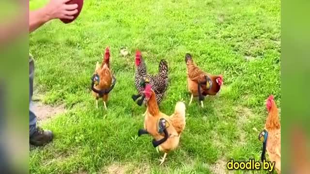 The football in the rooster fighting chicken