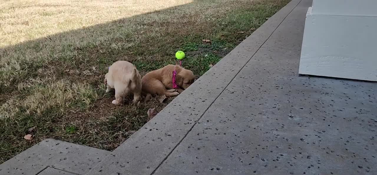 Two cute golden retrievers