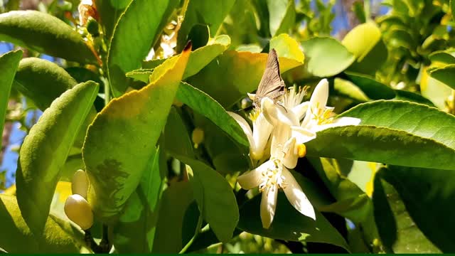 Butterfly sucking nectar