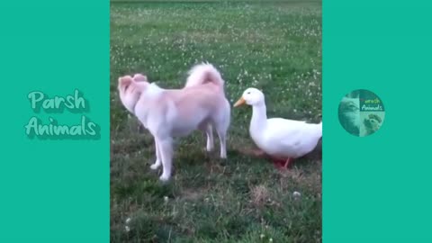 Funny animal Video😂🤣😂