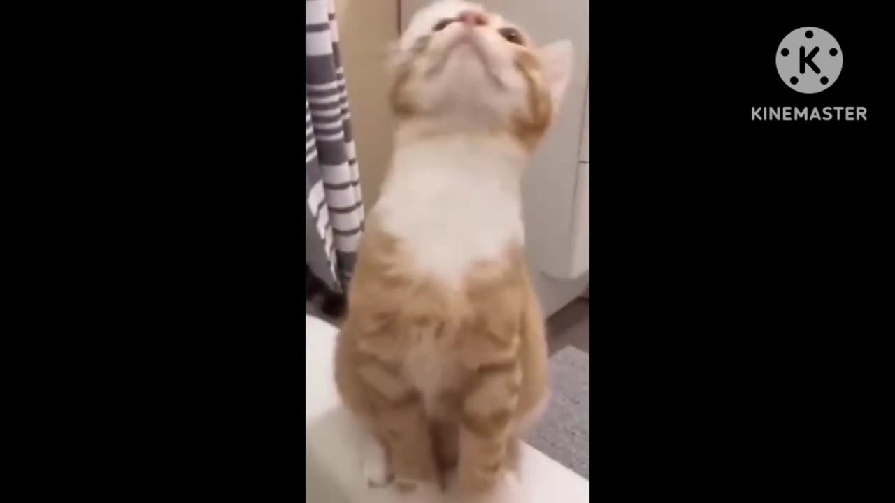 Funny cat 🐈 #4